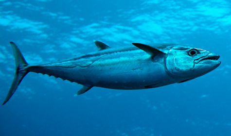Собакозубый тунец (Dogtooth Tuna)